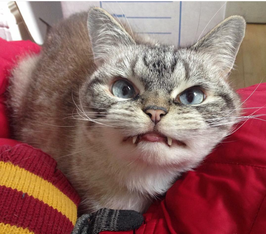 Meet Loki, The Cute Little Vampire Cat.