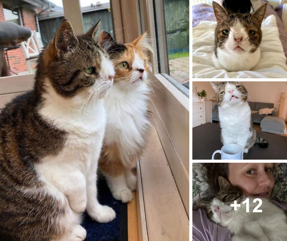 “Two Special Needs Cats, Overlooked by Everyone, Find Their Forever Home Together.”