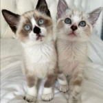 Two Camera-Shy Kitten Siblings Get Adopted Together.