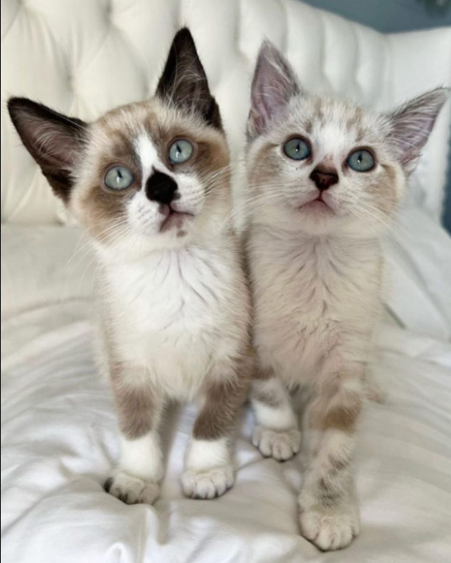 Two Camera-Shy Kitten Siblings Get Adopted Together.