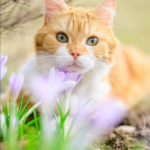 Cats and flowers, beautiful moments that make you freeze