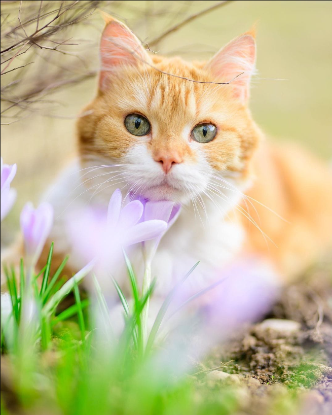 Cats and flowers, beautiful moments that make you freeze