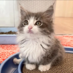 Grateful Kitten Scoots Around and Purrs Nonstop After Woman’s Kindness.