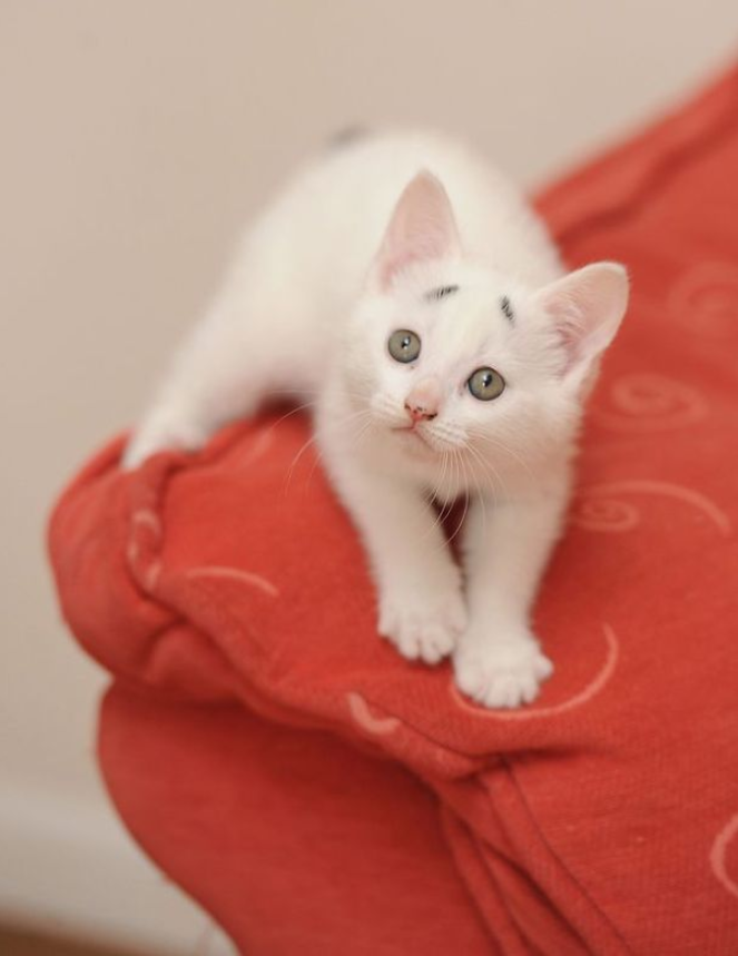 A cute little kitten with quirky eyebrows: born with a forever worried expression.