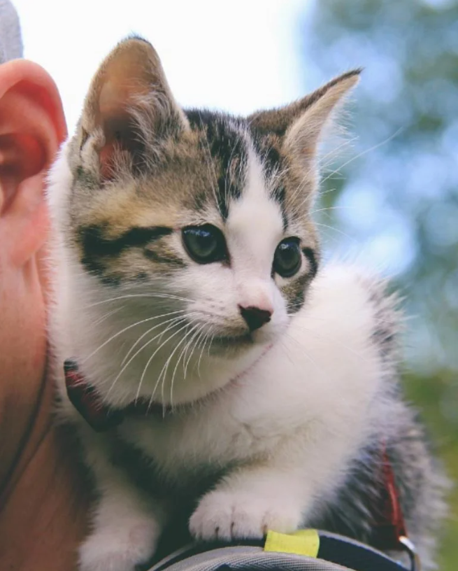 Fish and Chips: The Adventure Cats Who Stole a Family’s Heart (and Replaced the Dog!).