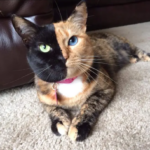 Venus the two-faced feline: How a black and orange cat stole the Internet’s heart.