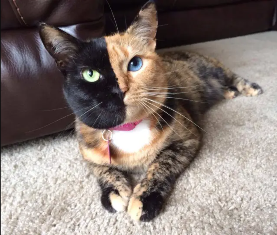 Venus the two-faced feline: How a black and orange cat stole the Internet’s heart.