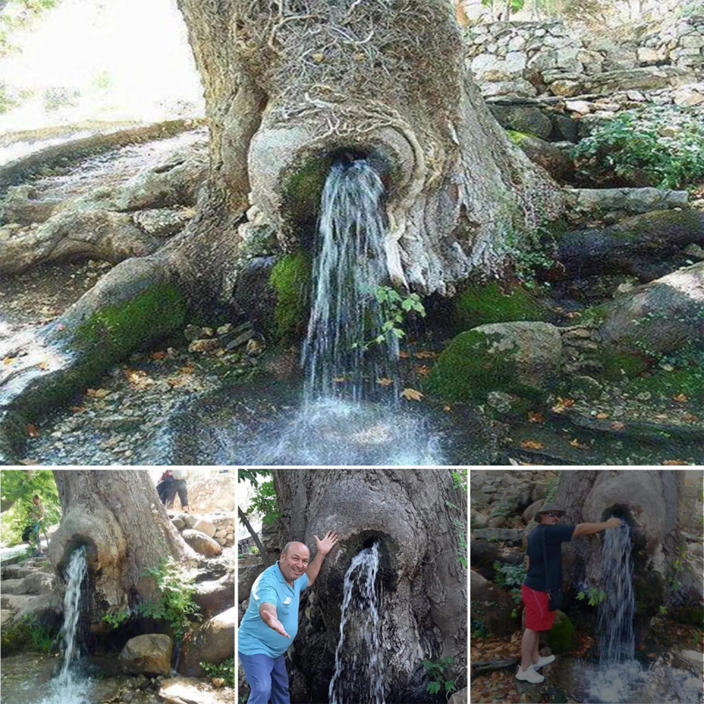 A Unique Natural Wonder: 150-Year-Old Tree with Flowing Water