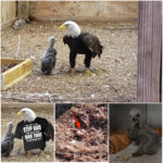 A Bald Eagle Named Murphy Went Viral for Adopting a Rock at a Missouri Sanctuary