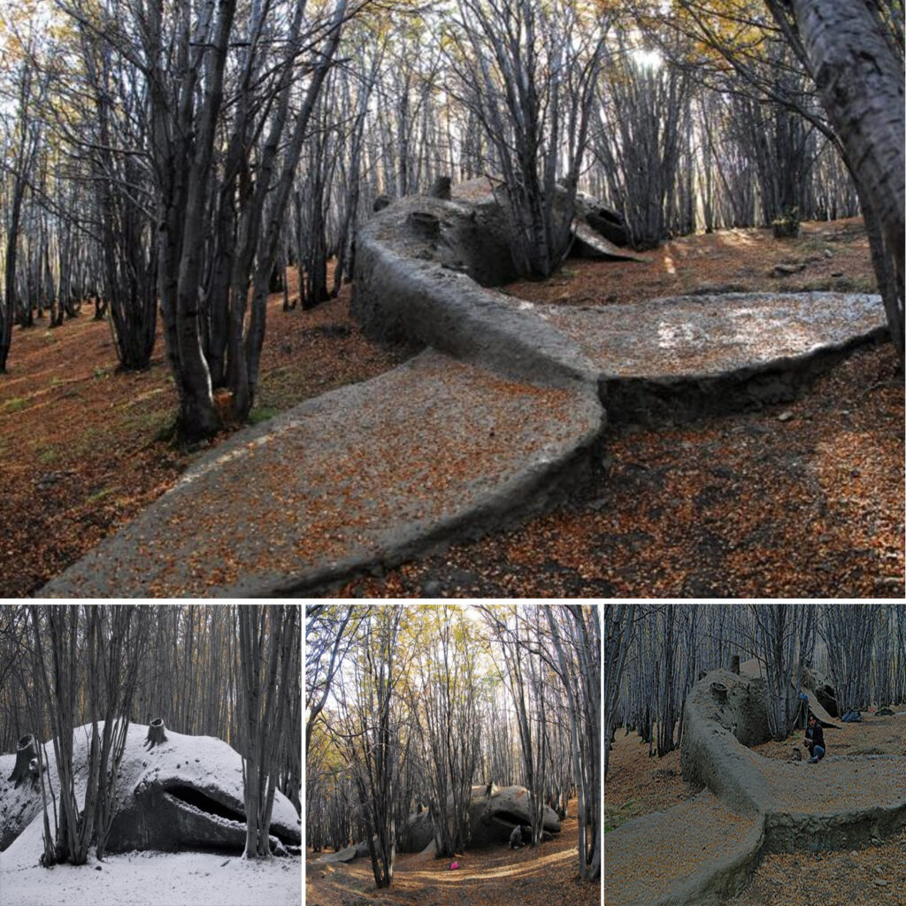 A giant whale was discovered stranded in an Argentine forest by local residents.