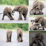 Baby Elephants Playfully Frolic in the Middle of the Road