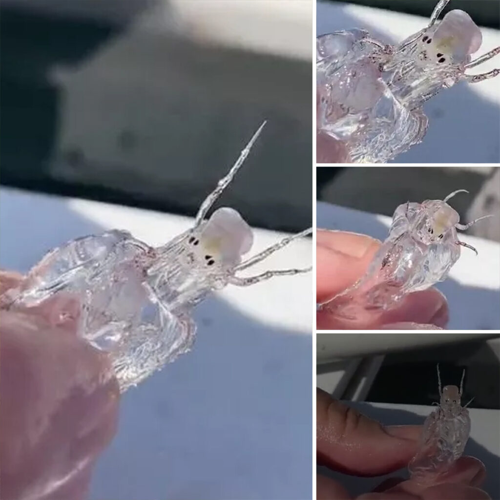 Mystifying Find: Fishermen Discover Transparent ‘Alien’ Creature