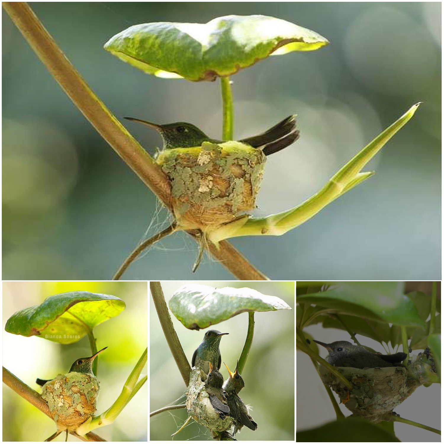 Smart Hummingbird Constructs a Nest with a Roof