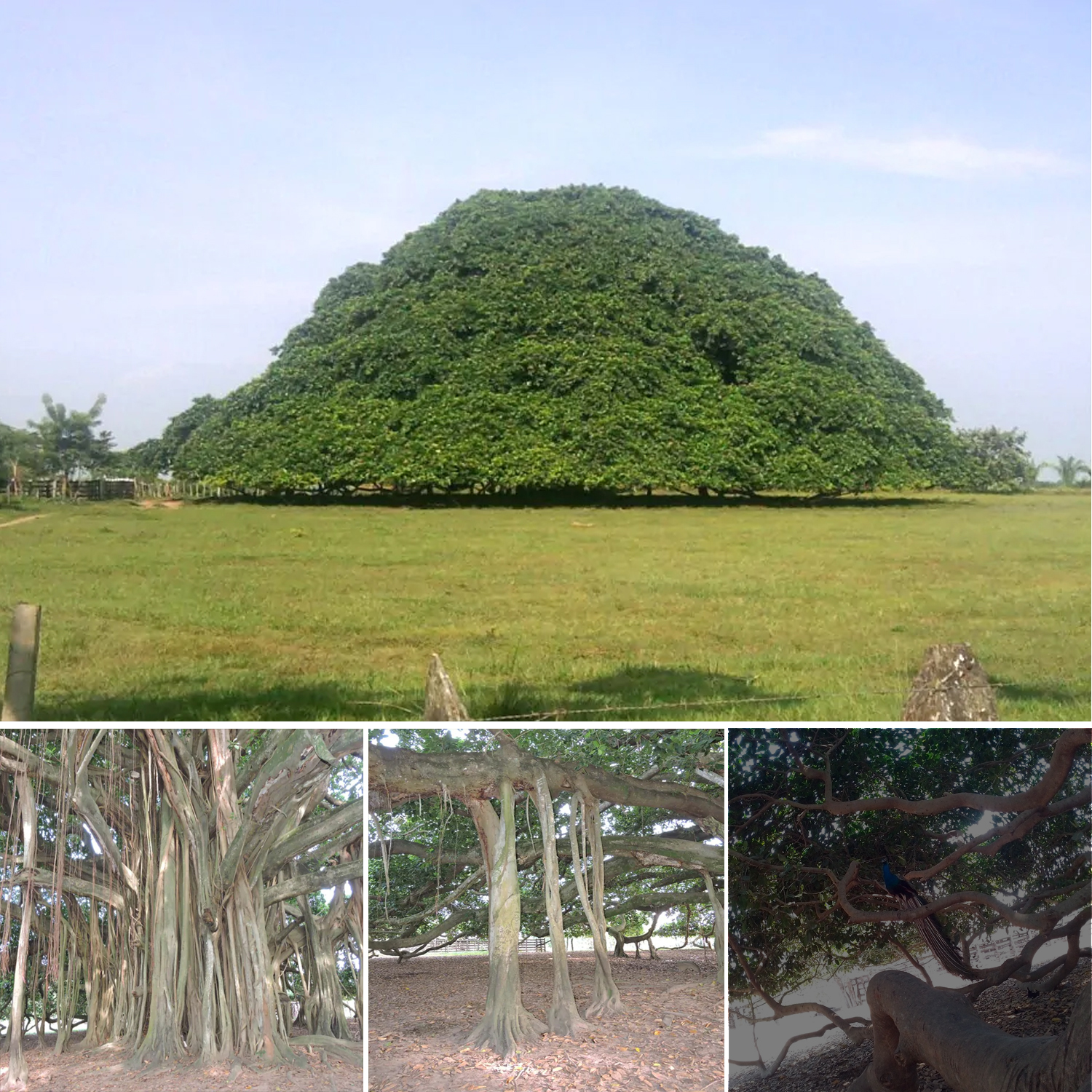 Colombia’s Largest Tree Is So Massive That It Has Developed Pillars to Support Its Branches