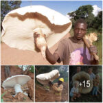 Uncover Intriguing Facts About the World’s Largest Edible Mushrooms, Living in Harmony with Termites