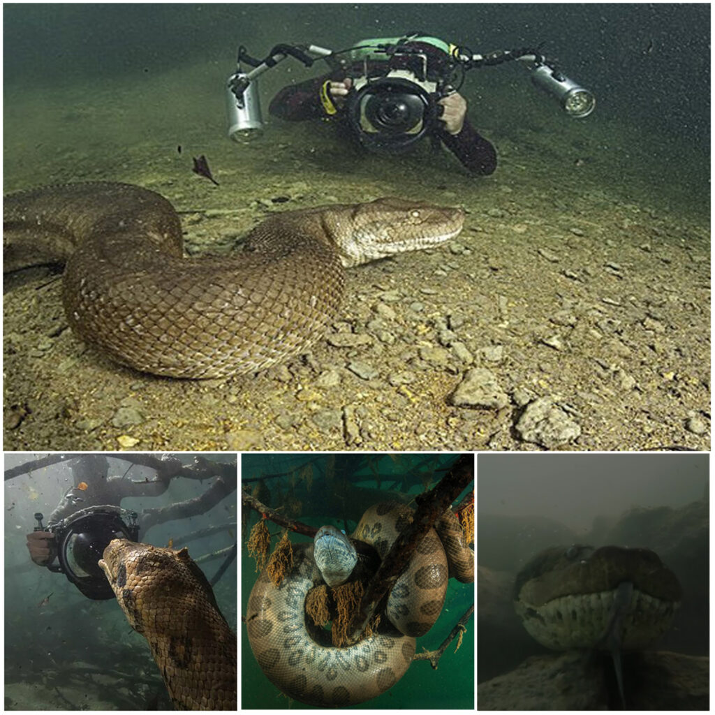 Diver Has Thrilling Face-to-Face Encounter with Massive Anaconda