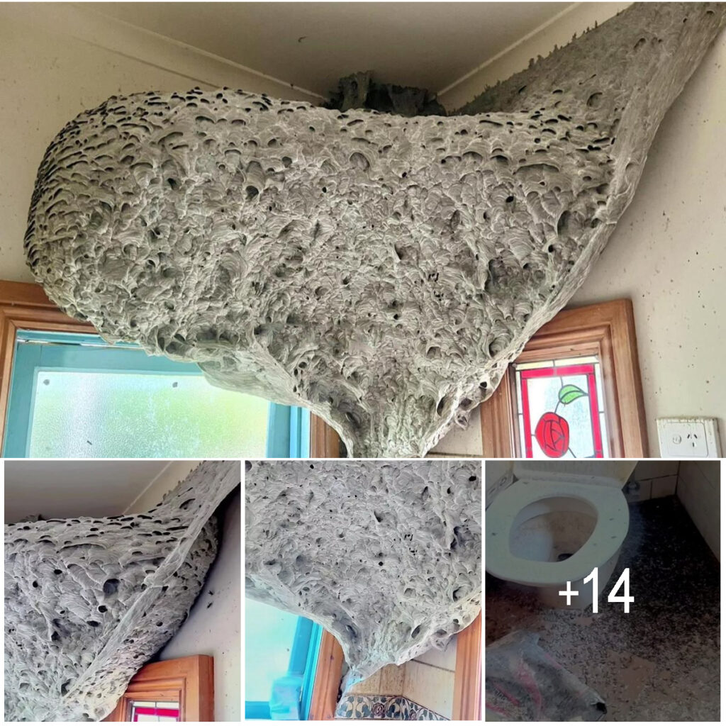 Giant ‘Alien-Like’ Wasp Nest, About the Size of a 70-Inch TV