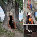 Discover the Enchanting Architecture of Homes Crafted from Ancient Dead Tree Trunks in Poland.