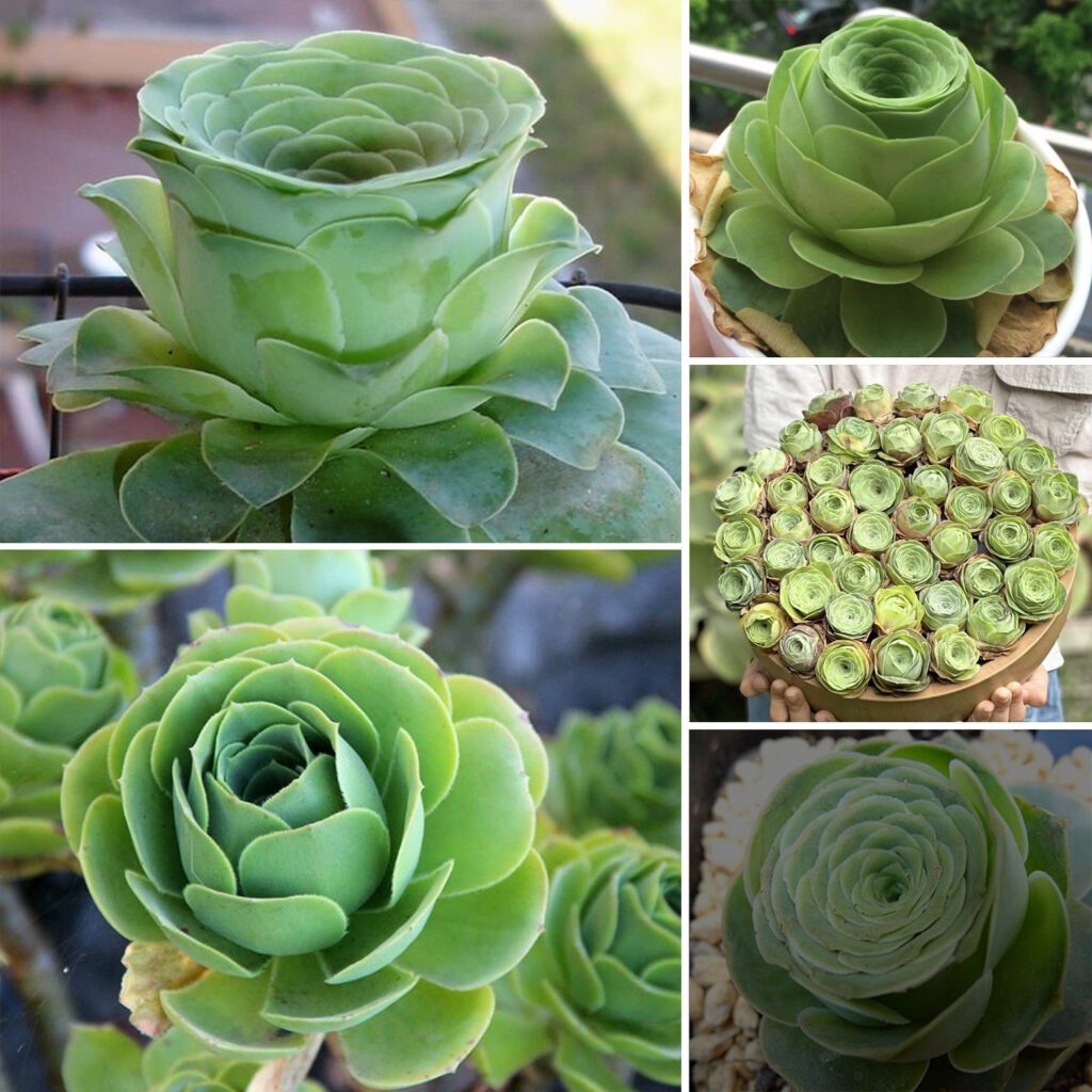 Discovering the Rare Succulent: Greenovia Dodrentalis, the Enigmatic Mountain Rose