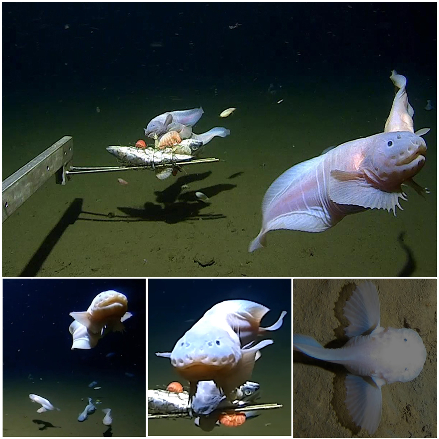 Fish Captured on Camera at a Record Depth of 8,336 Meters, the Deepest Ever Documented