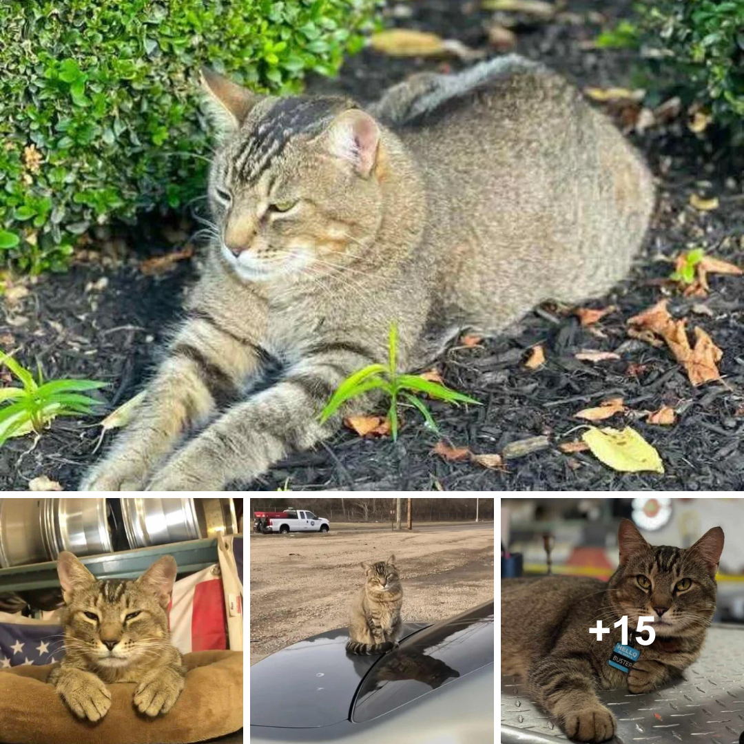 Meet Buster, the Cat Who Transformed a Junkyard and Found His Forever Home