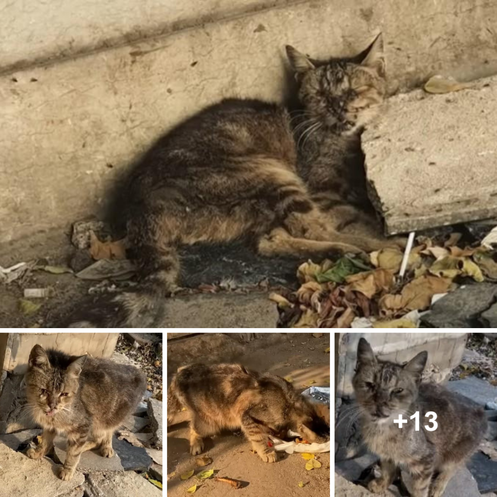 Helpless Cat Trapped Among Trash, Desperately Crying for Help