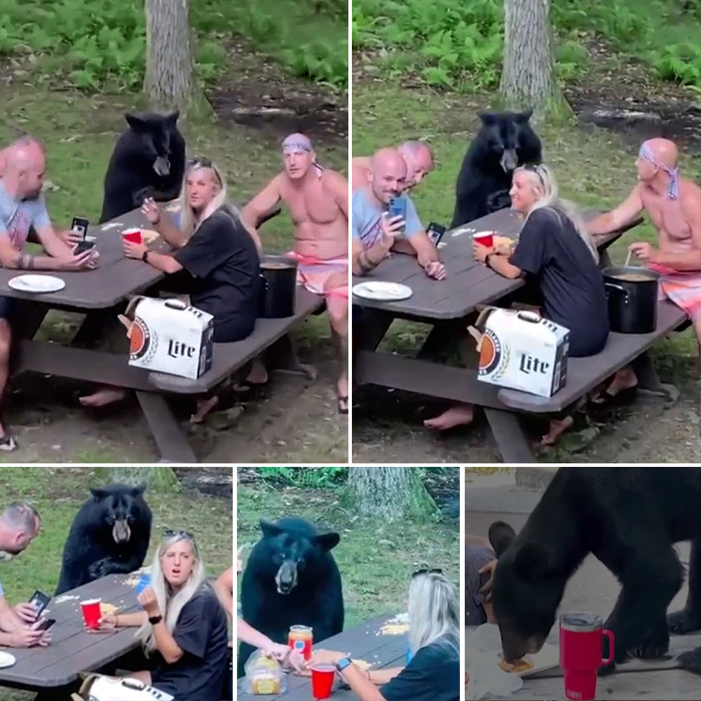 Giant Black Bear Crashes Family Picnic, Patiently Requesting Snacks