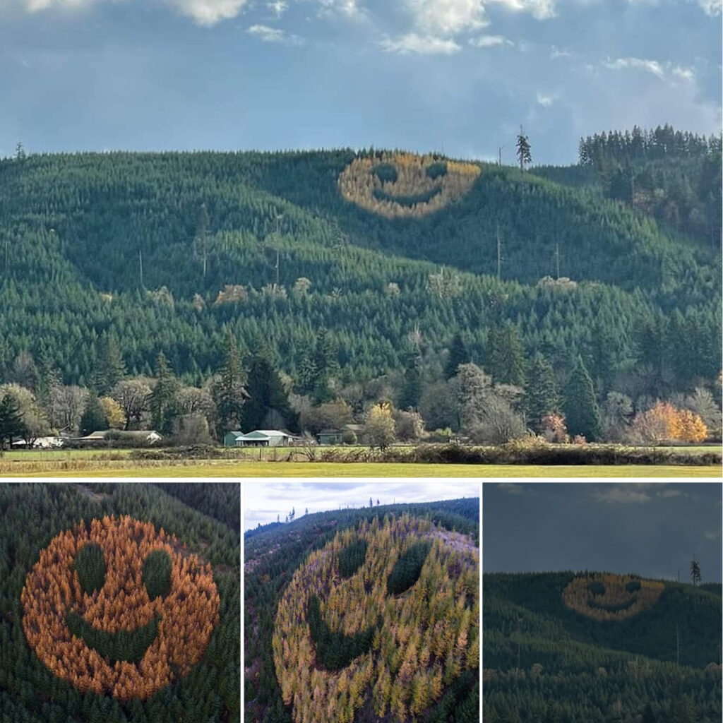 Giant Smiley Face on Oregon Hillside Created with Trees