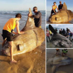 Giant Sunfish Washes Up on Australian Beach: ‘I Mistook It for a Shipwreck