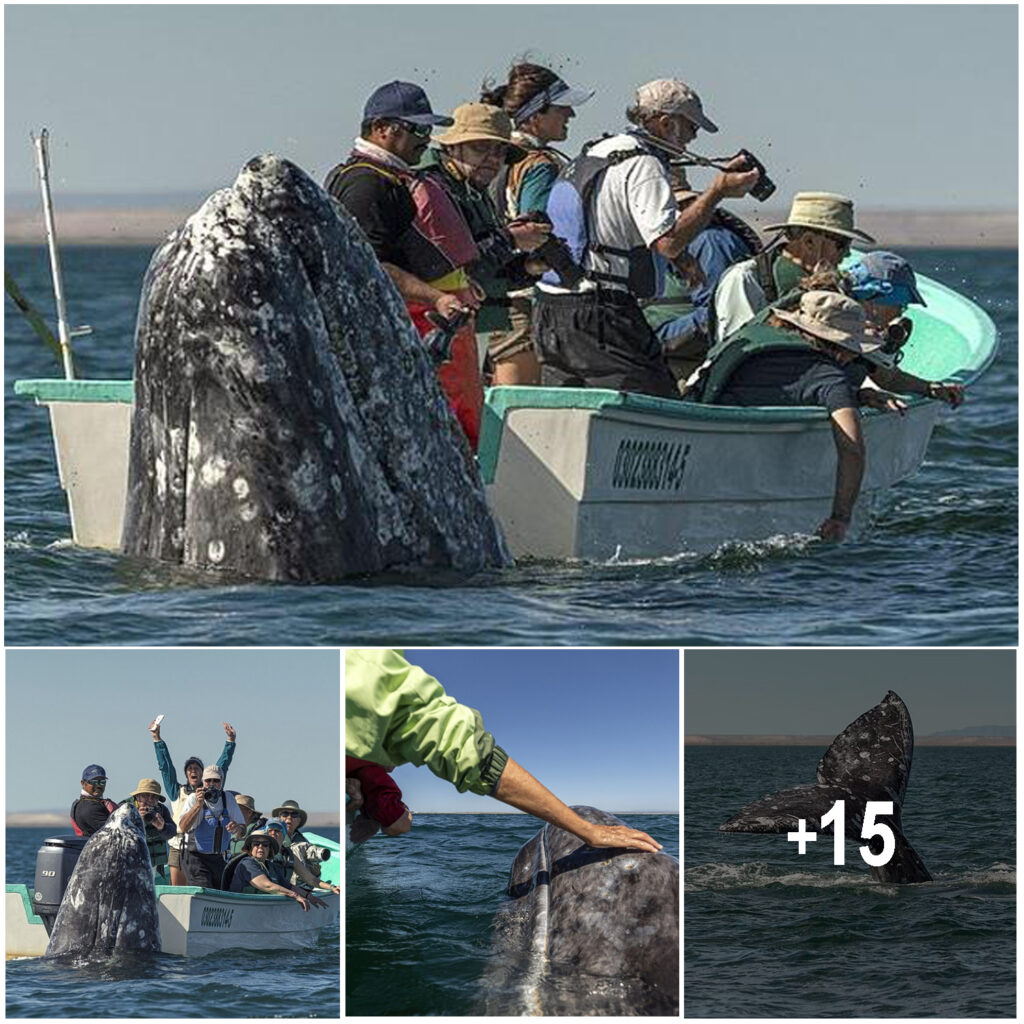 Funny Moment: Sneaky Whale Surprises Sightseers by Popping Up Right Behind Them