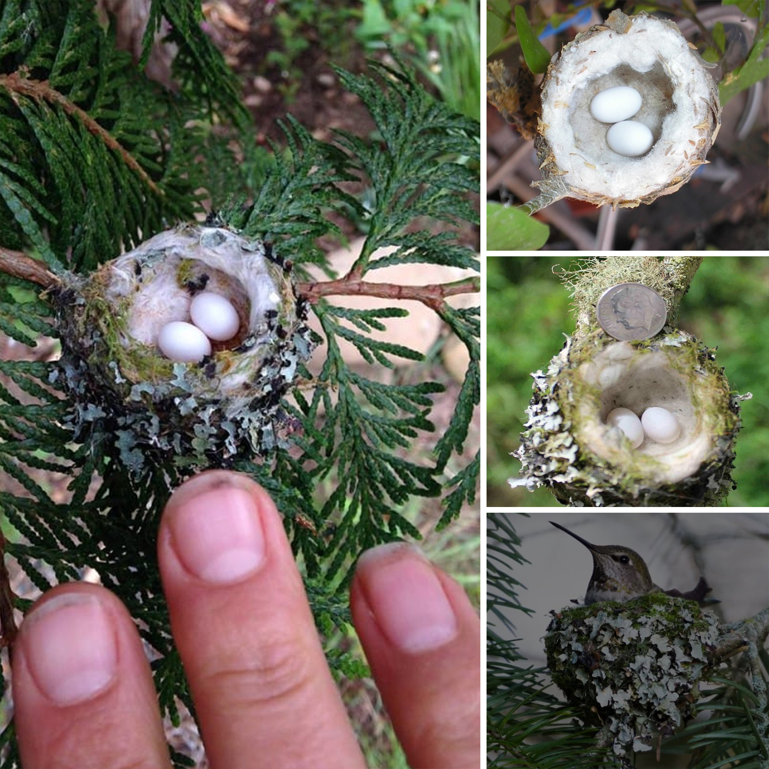 Hummingbird Nests Are as Tiny as a Thimble Be Cautious Not to Prune Them by Mistake