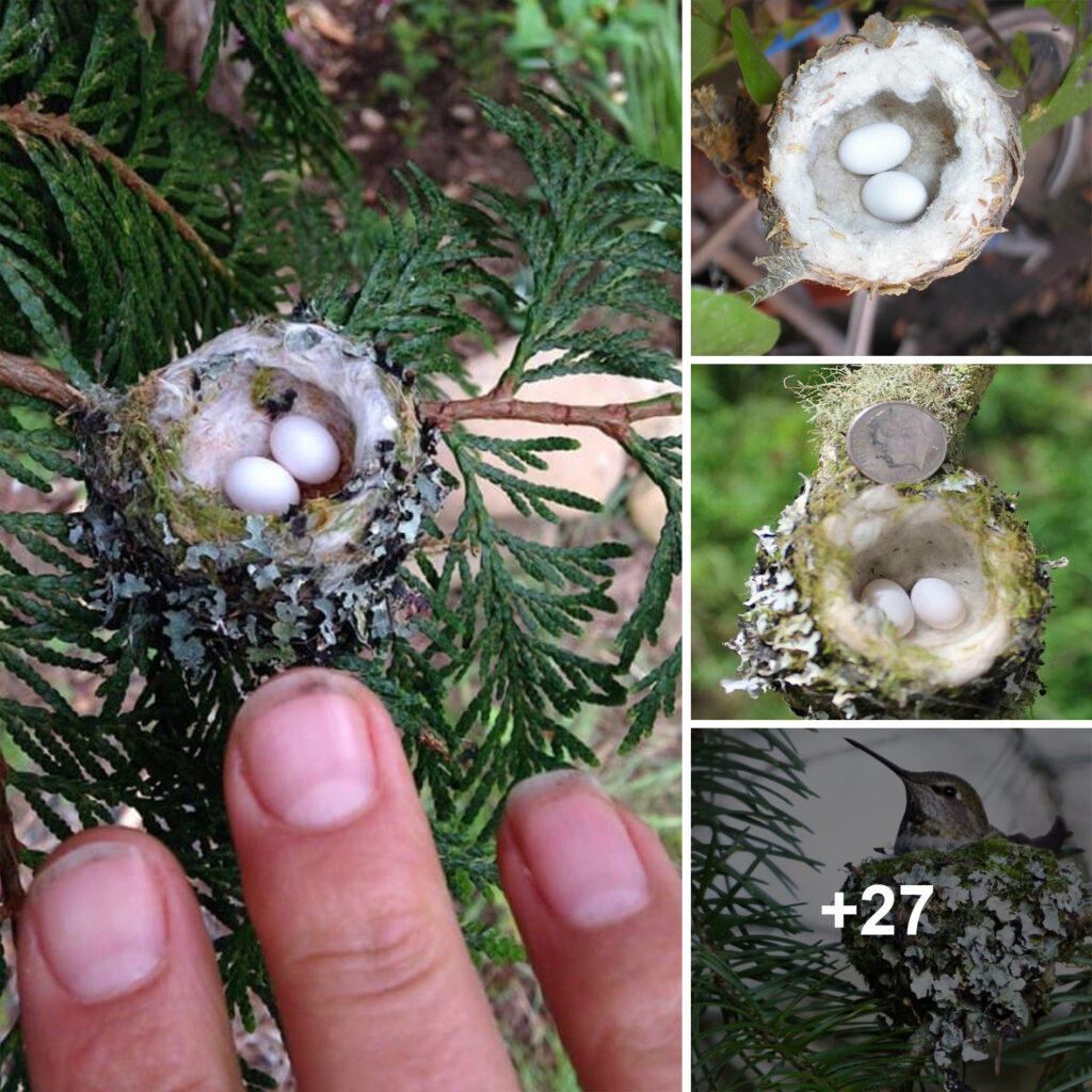 Hummingbird Nests Are Tiny as a Thimble. Be Careful Not to Disturb Them While Pruning