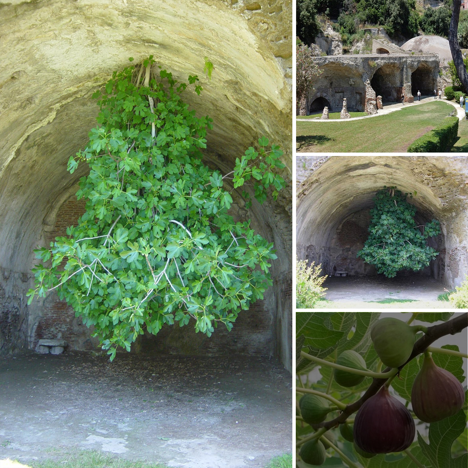 I Don’t Be-leaf It! The Strange Fig Tree Growing Upside-Down in Ancient Roman Ruins