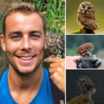 Introducing the Elf Owl – the Smallest Owl on the Planet