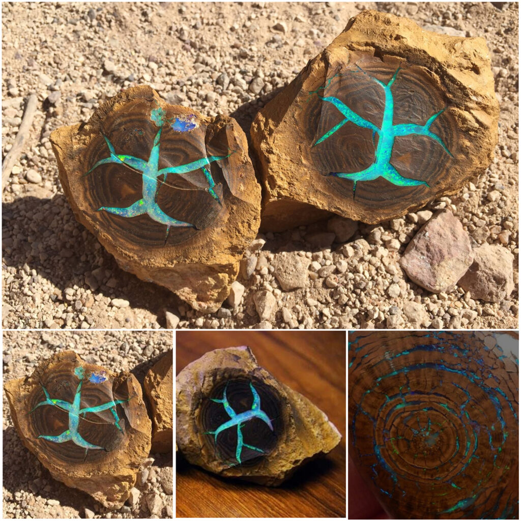 Petrified Wood with Turquoise Opal Discovered in Australia