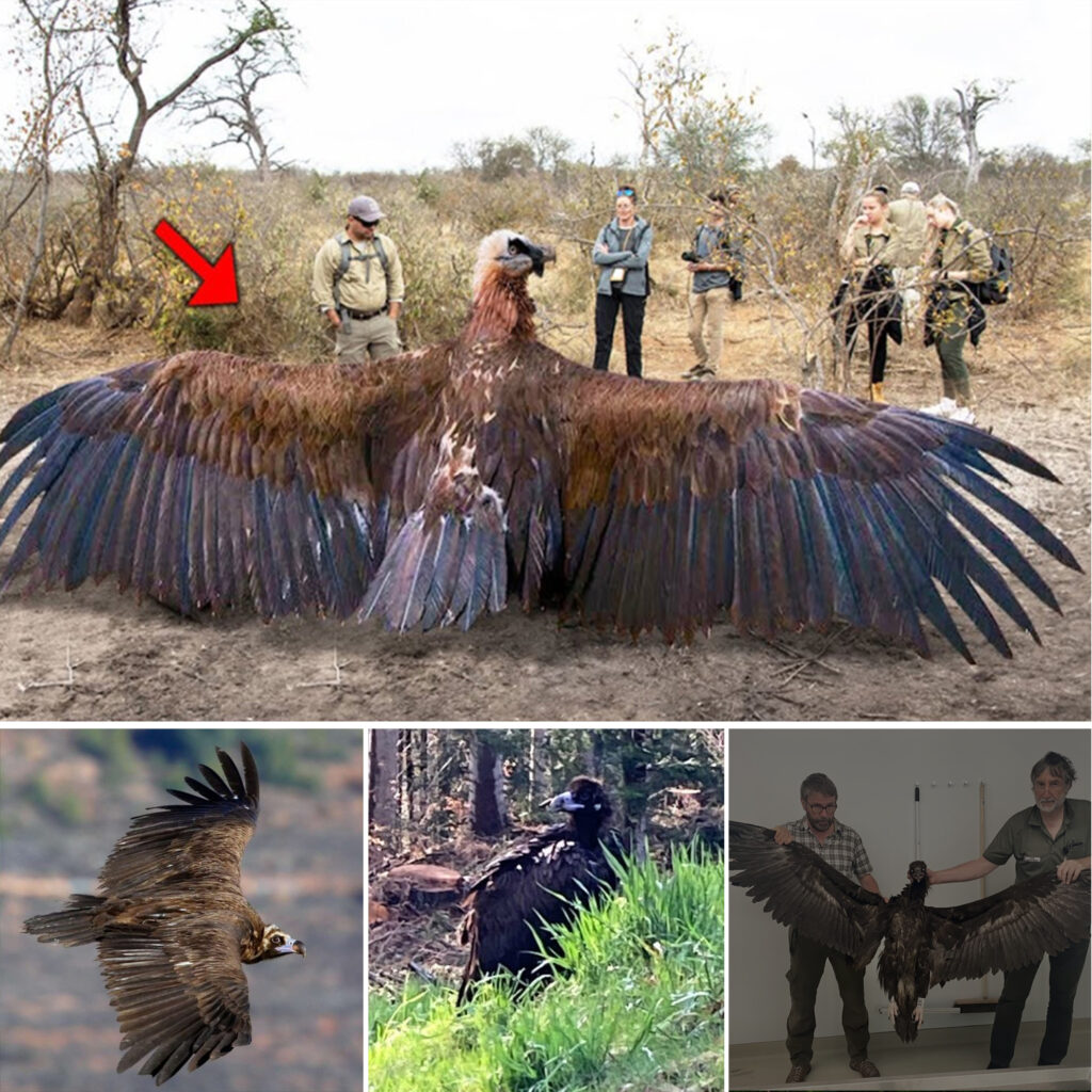 Researchers have recently captured a mysterious giant bird with enormous wings