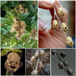 Snapdragon flowers transform into eerie, skull-like shapes as they wither and die.