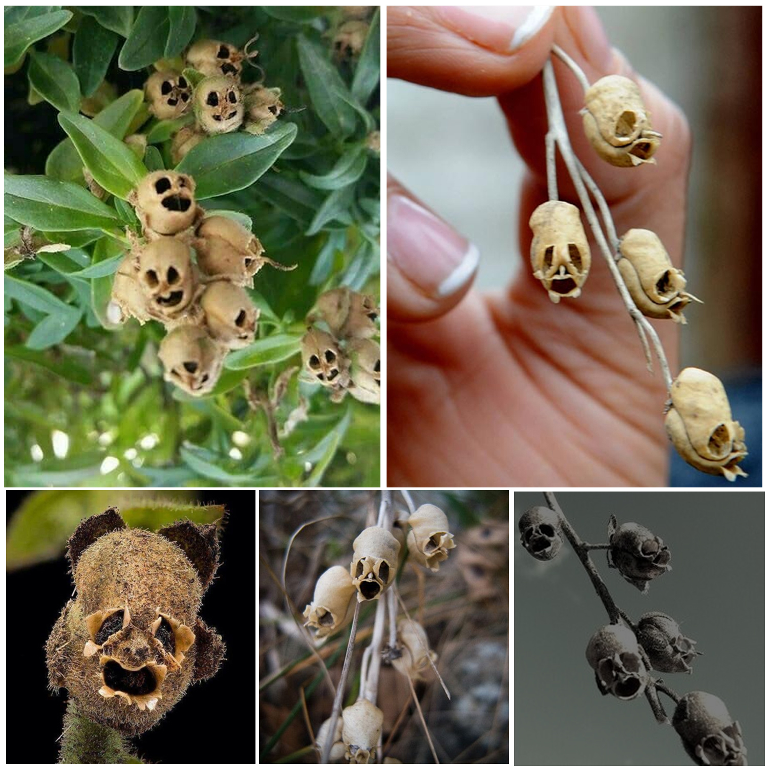 Snapdragon flowers transform into eerie, skull-like shapes as they wither and die.