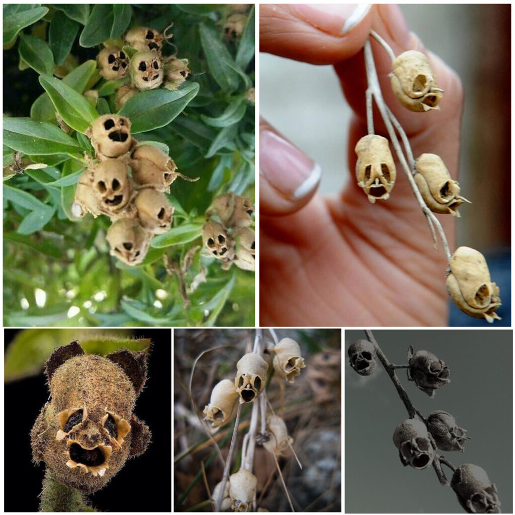 Snapdragon Flowers Transform into Macabre Human-Like Skulls as They Wilt