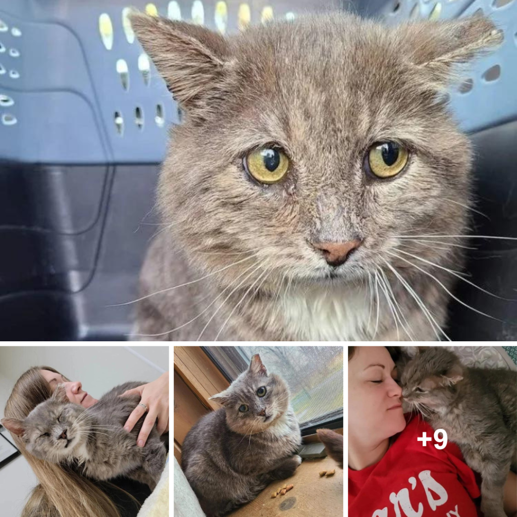 After a lifetime on the streets, a cat chose to trust and accept help