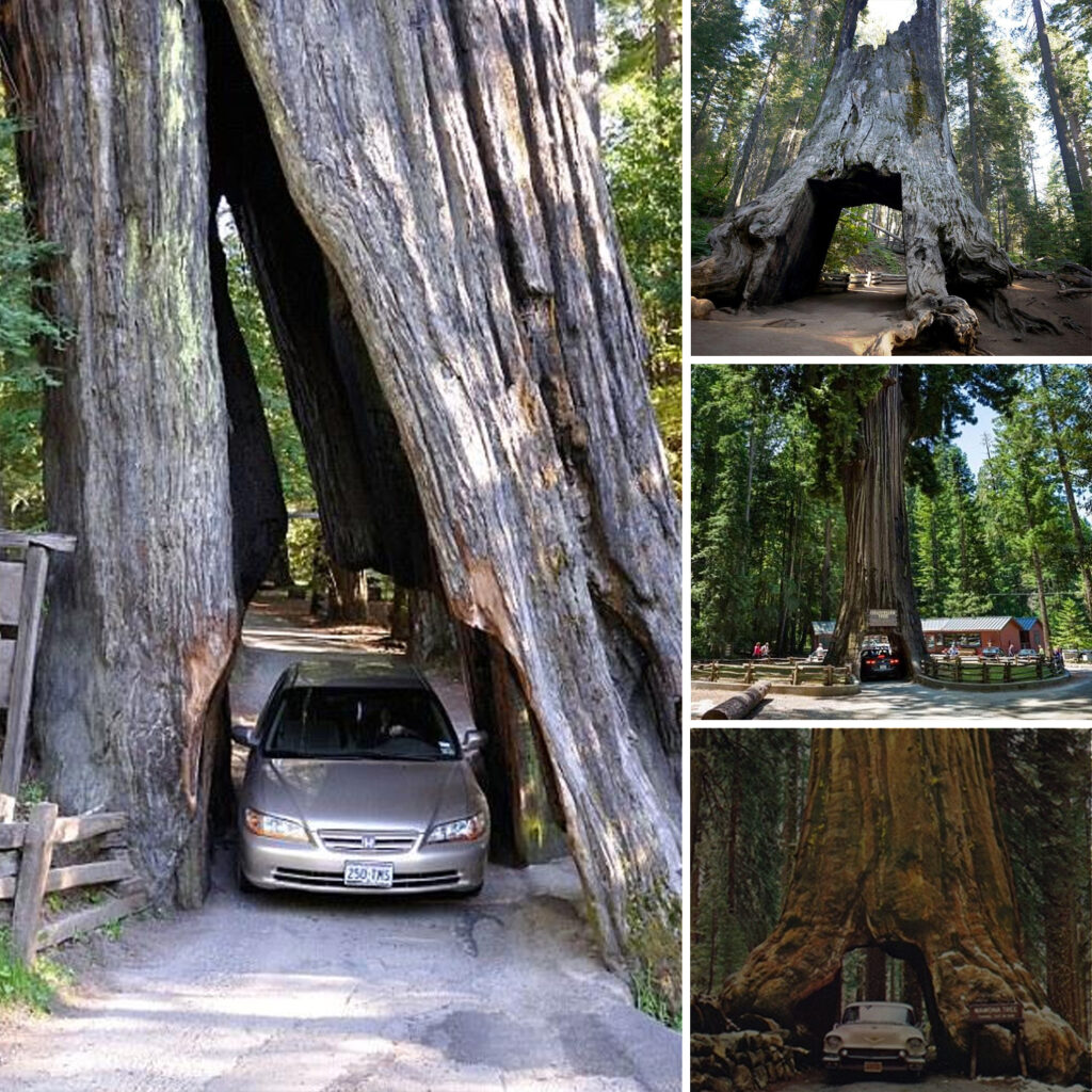 The base of this colossal, over two-thousand-year-old redwood tree