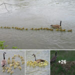 This Goose Mother and Her Partner Are Raising 47 Goslings Together