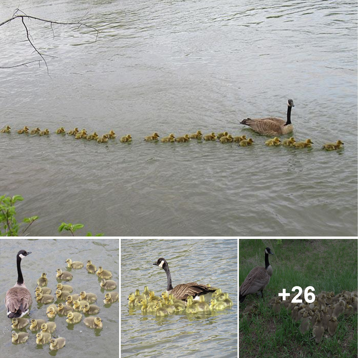 This Goose Mother and Her Partner Are Raising 47 Goslings Together