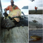 his Hero Rescues Turtles from Fish Markets and Returns Them to the Ocean