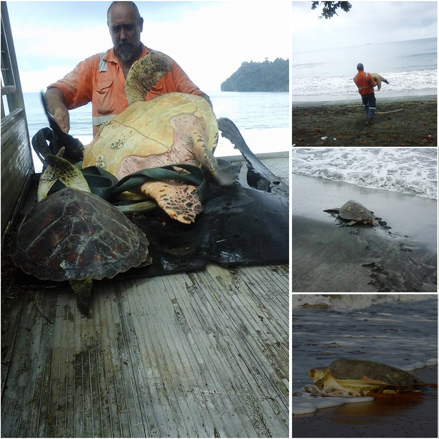 his Hero Rescues Turtles from Fish Markets and Returns Them to the Ocean