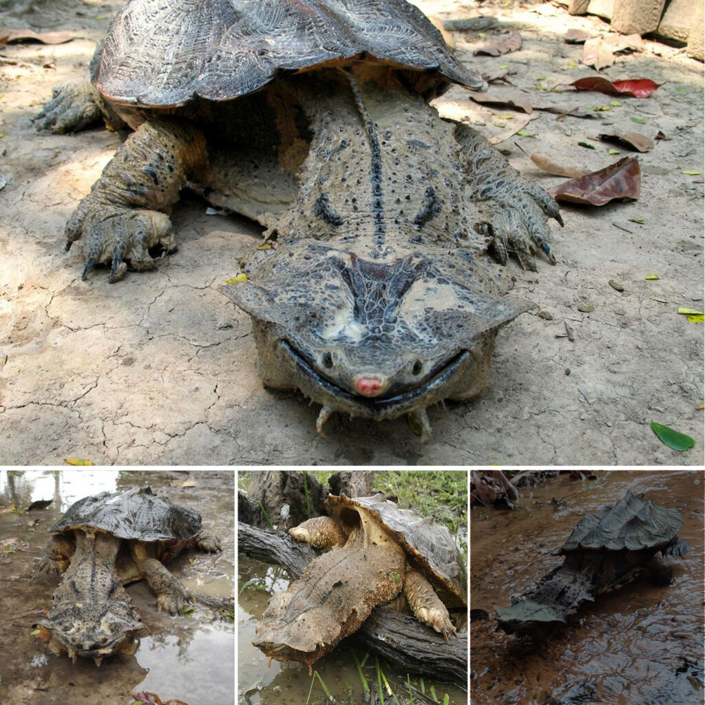 This quirky turtle always seems to be smiling and has a truly remarkable feeding method.