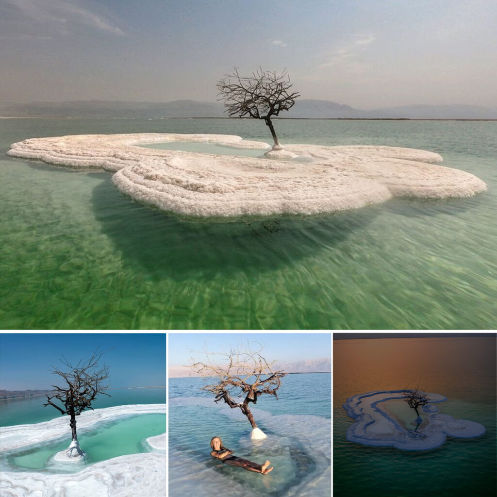 Tree of Life” Thrives on Salt Island in the Heart of the Dead Sea