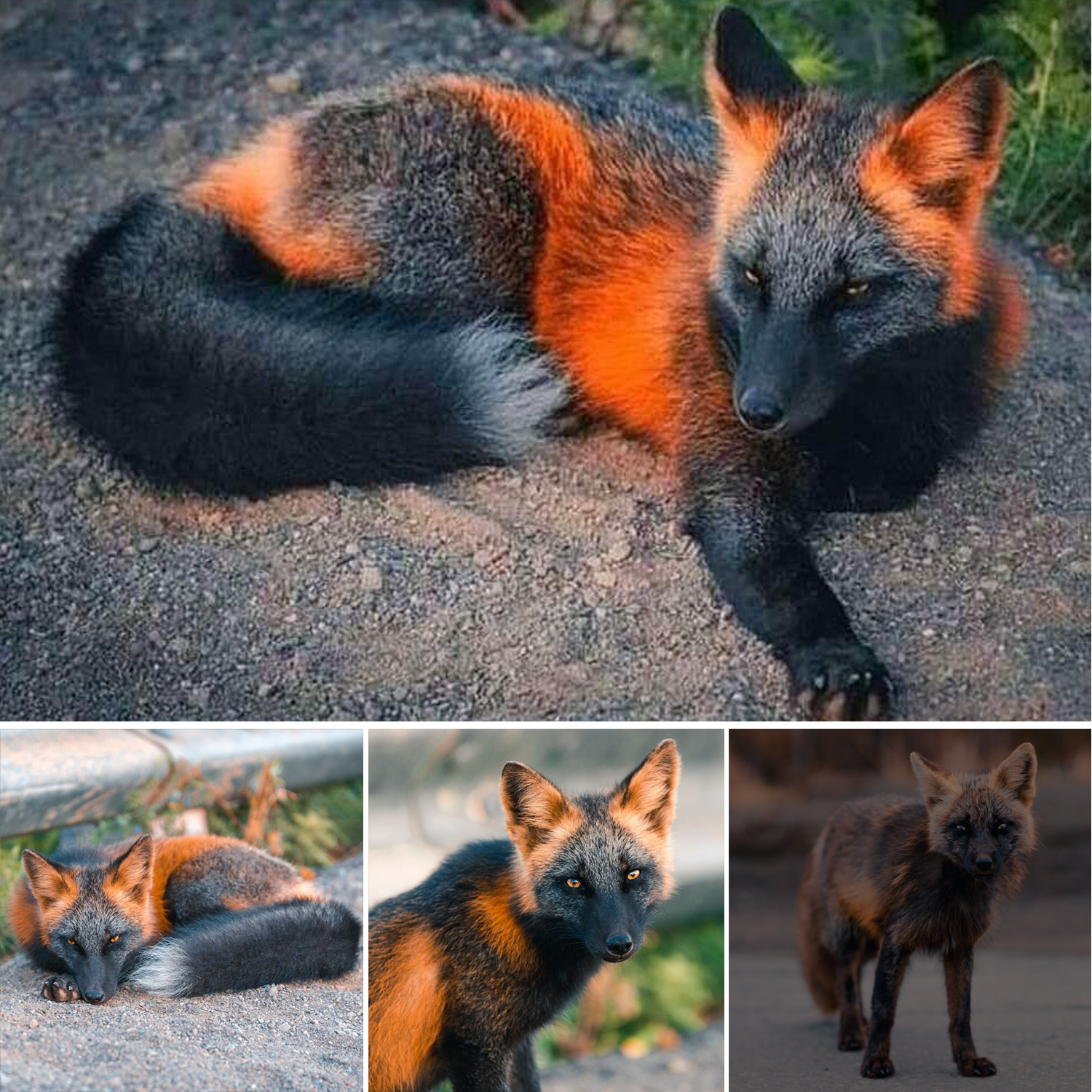 Striking Orange and Black ‘Fire-Fox’ Poses for a Cheerful Photographer