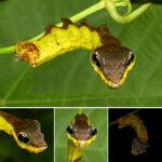 When Threatened, This Caterpillar Mimics the Look of a Venomous Snake