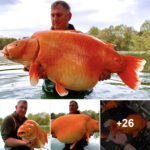 Record-Breaking Giant Goldfish Weighs Up to 50kg Found Recently